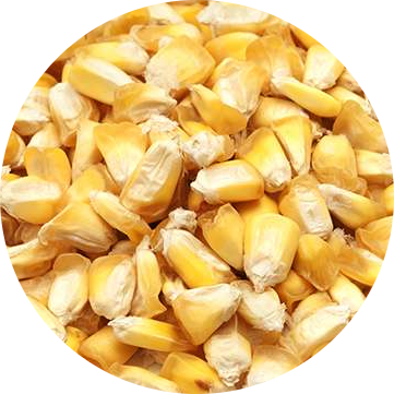 ingrediente-maiz-chulpi-modified (1)